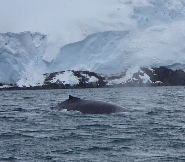 A Humpback Whale in Peltier Channel, between Wienecke Island to the east and Doumer Island to the west, both of which are west of the Antarctic Peninsula. A Humpback Whale in Peltier Channel, between Wienecke Island to the east and Doumer Island to the west, both of which are west of the Antarctic Peninsula.