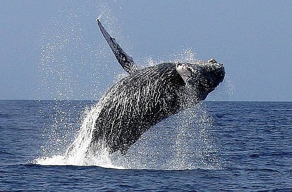 A humpback whale breaching; its name in Samoan is i'a manu Image courtesy of the US National Park Service A humpback whale breaching; its name in Samoan is i'a manu Image courtesy of the US National Park Service