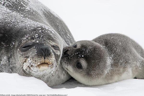 A newly tagged Weddell seal pup rests with its mom. Weddell seals are one of the most abundant seals in Antarctica and are found on all shores of the continent. Photo courtesy of the US Geologic Survey/ William A. Link. A newly tagged Weddell seal pup rests with its mom. Weddell seals are one of the most abundant seals in Antarctica and are found on all shores of the continent. Photo courtesy of the US Geologic Survey/ William A. Link.