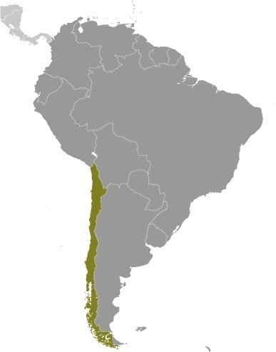 Chile: Southern South America, bordering the South Pacific Ocean, between Argentina and Peru Chile: Southern South America, bordering the South Pacific Ocean, between Argentina and Peru