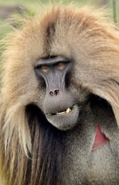 Gelada monkeys are a protected species, living in large herds in the towering Simien Mountains of northern Ethiopia. Male geladas are the size of large dogs, weighing 23-27 kg (50-60 lb), while females are about half that size. Gelada monkeys are a protected species, living in large herds in the towering Simien Mountains of northern Ethiopia. Male geladas are the size of large dogs, weighing 23-27 kg (50-60 lb), while females are about half that size.