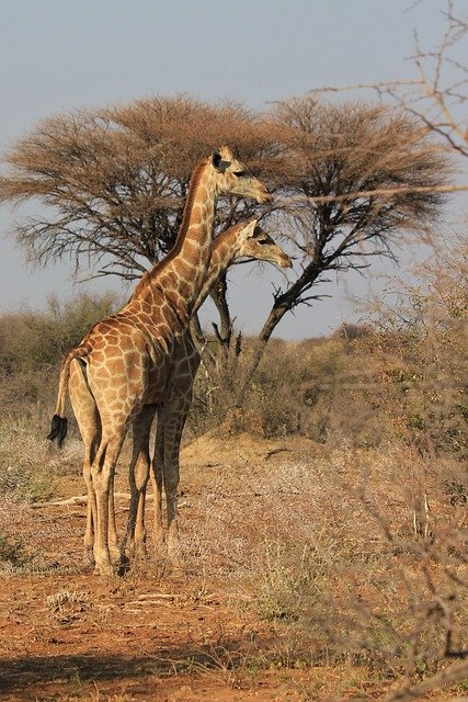 Africa, Namibia, Giraffe Africa, Namibia, Giraffe