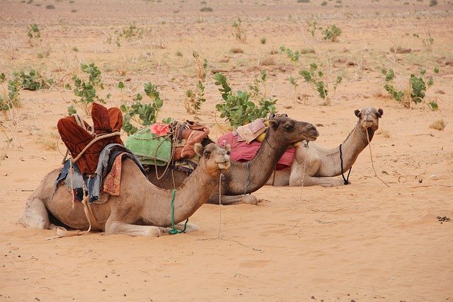Camels, Mauritania, Desert Camels, Mauritania, Desert