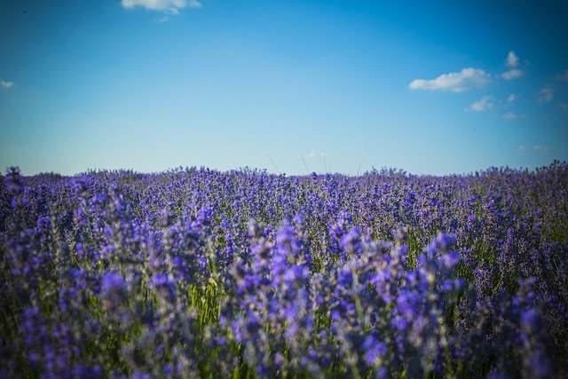 Lavender, Field, Moldova Lavender, Field, Moldova