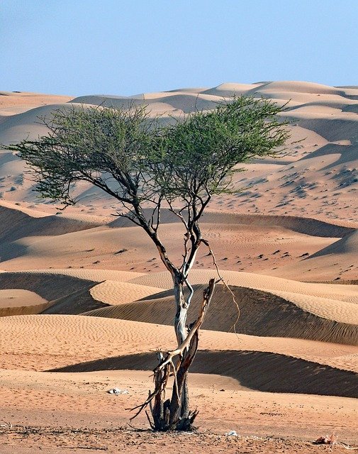 Oman, Desert, Tree Oman, Desert, Tree