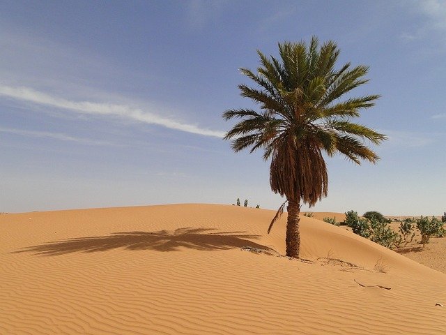 Palm, Desert, Mauritania Palm, Desert, Mauritania