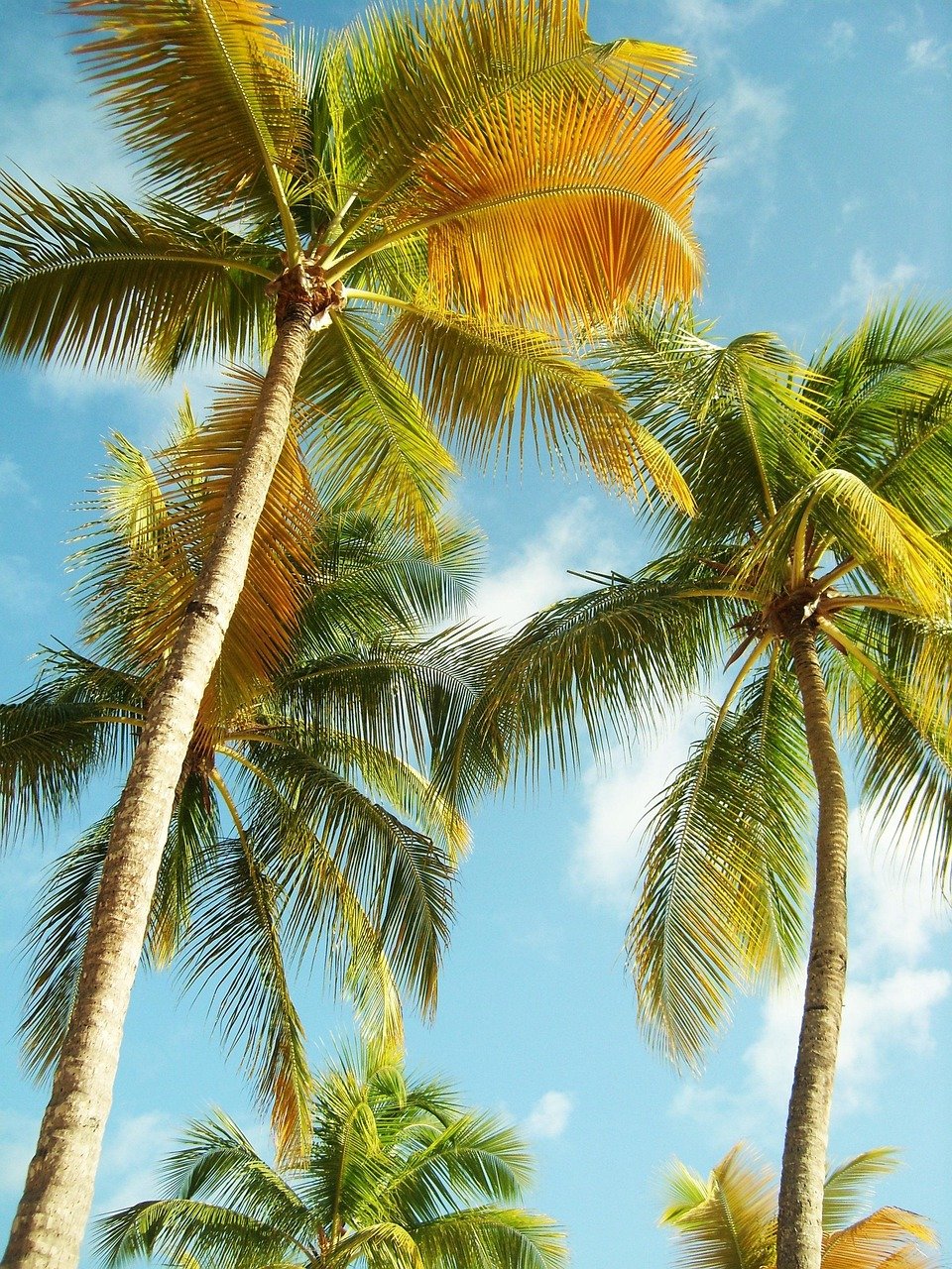Palm trees, Guadeloupe, Beach Palm trees, Guadeloupe, Beach